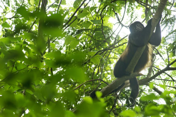 Monkey