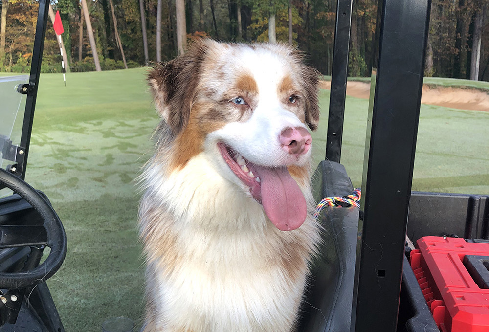The Education of a Super Dog